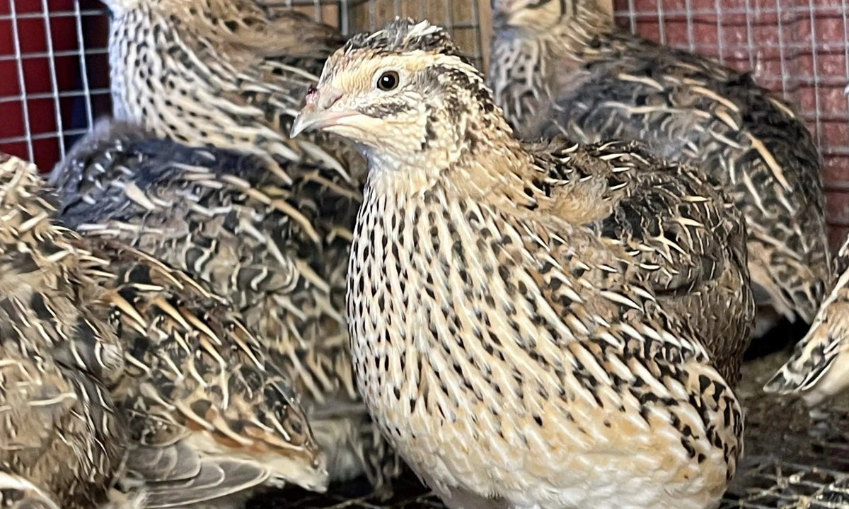 NWQuailFarm Hatching Eggs Jumbo Brown Coturnix Quail Hatching Eggs x15