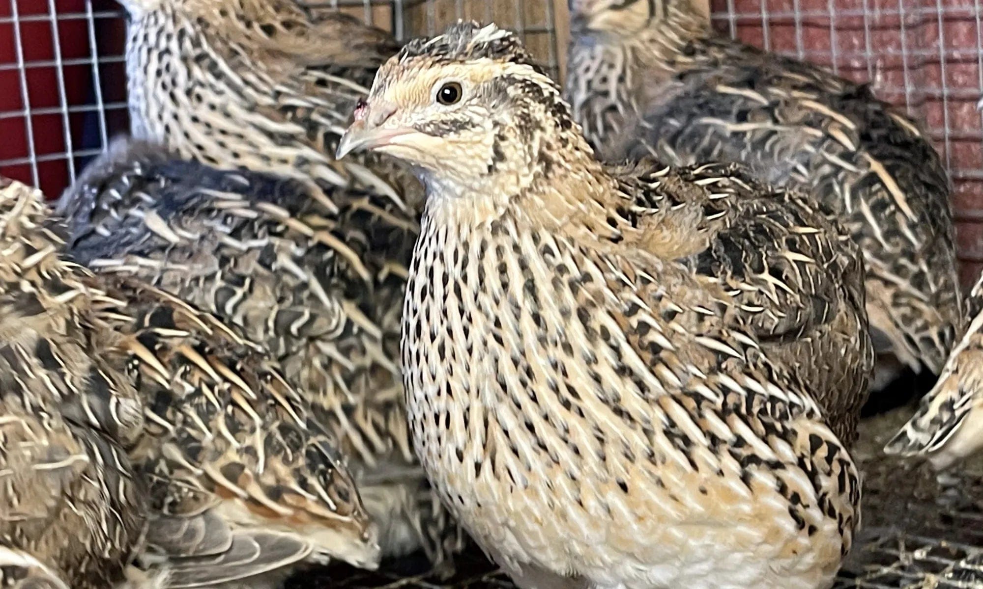NWQuailFarm Hatching Eggs Jumbo Brown Coturnix Quail Hatching Eggs x15