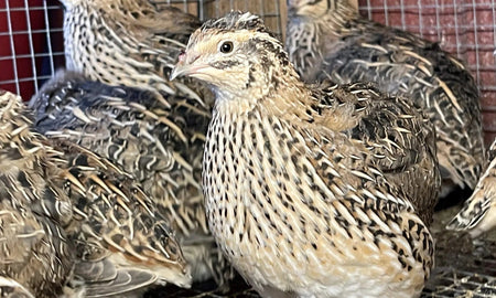 NWQuailFarm Hatching Eggs Jumbo Brown Coturnix Quail Hatching Eggs x15