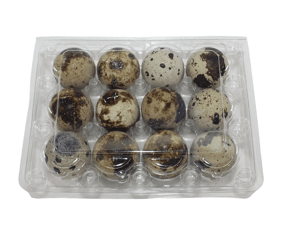NWQuailFarm Jumbo Quail Egg Cartons 12-cell Jumbo Quail Egg Cartons (3x4)