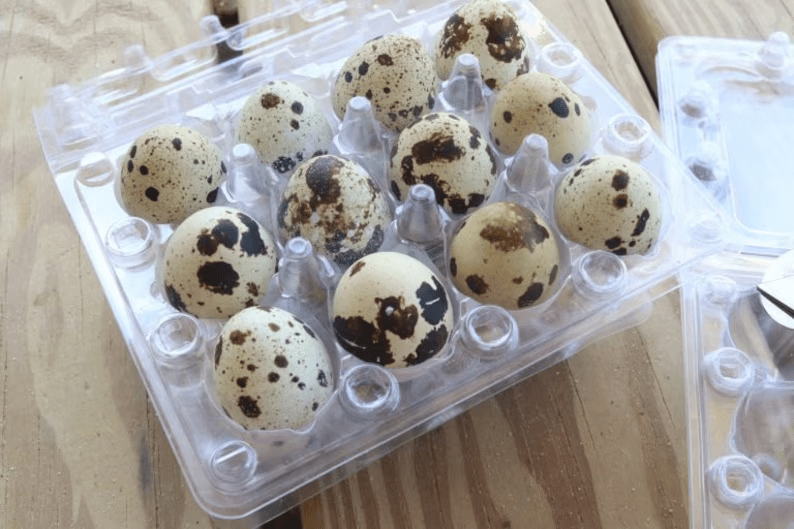 NWQuailFarm Organic Quail Eggs Fresh n Tasty Quail Eggs x24