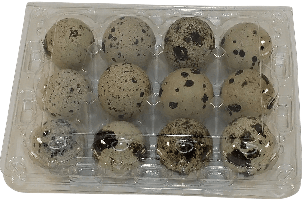 NWQuailFarm Quail Egg Cartons 12-cell Large Jumbo Quail Egg Cartons (3x4)