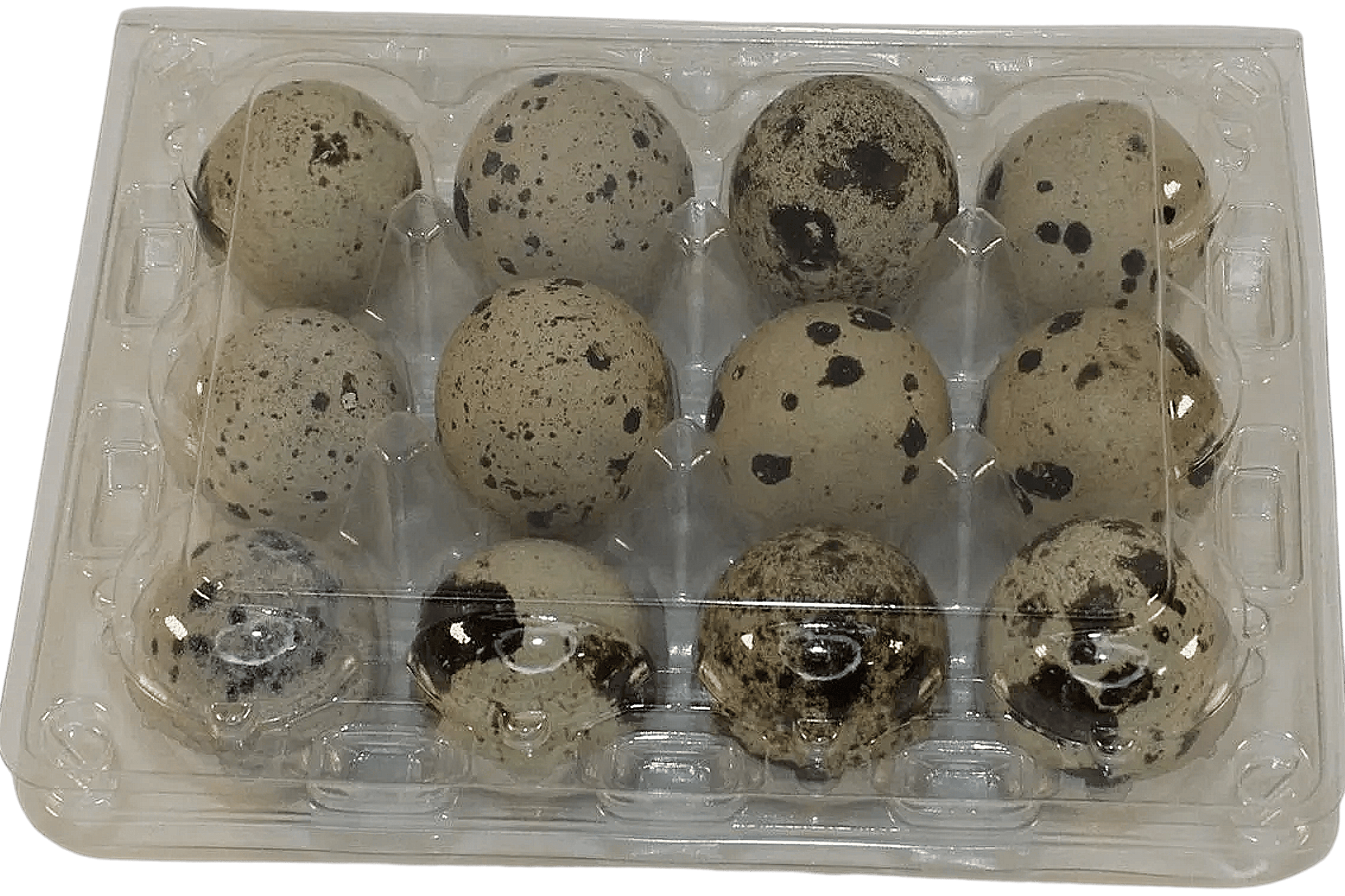 NWQuailFarm Quail Egg Cartons 12-cell Large Jumbo Quail Egg Cartons (3x4)