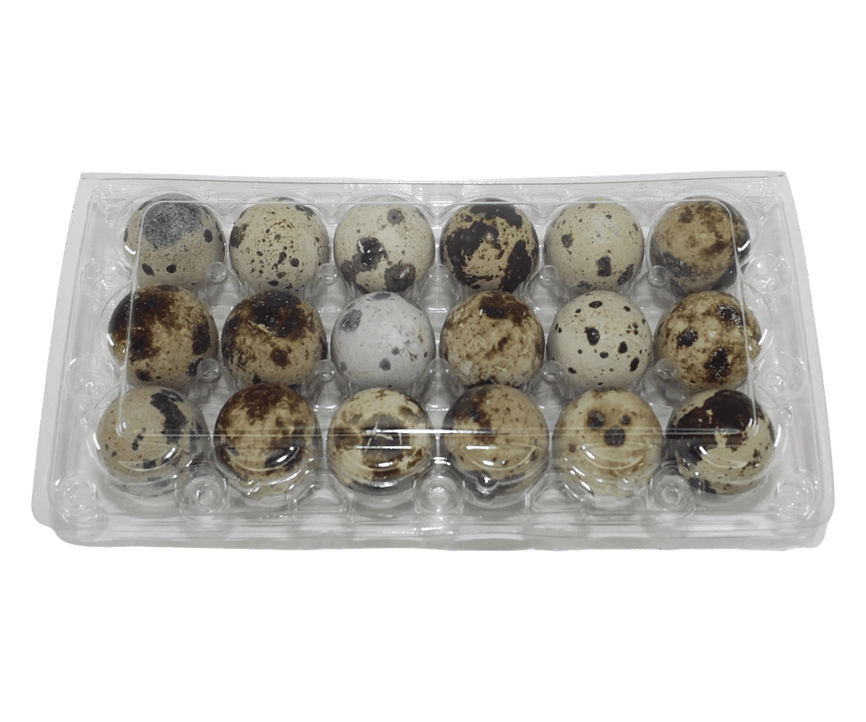 NWQuailFarm Quail Egg Cartons 18-cell Jumbo Quail Egg Cartons (3x6)