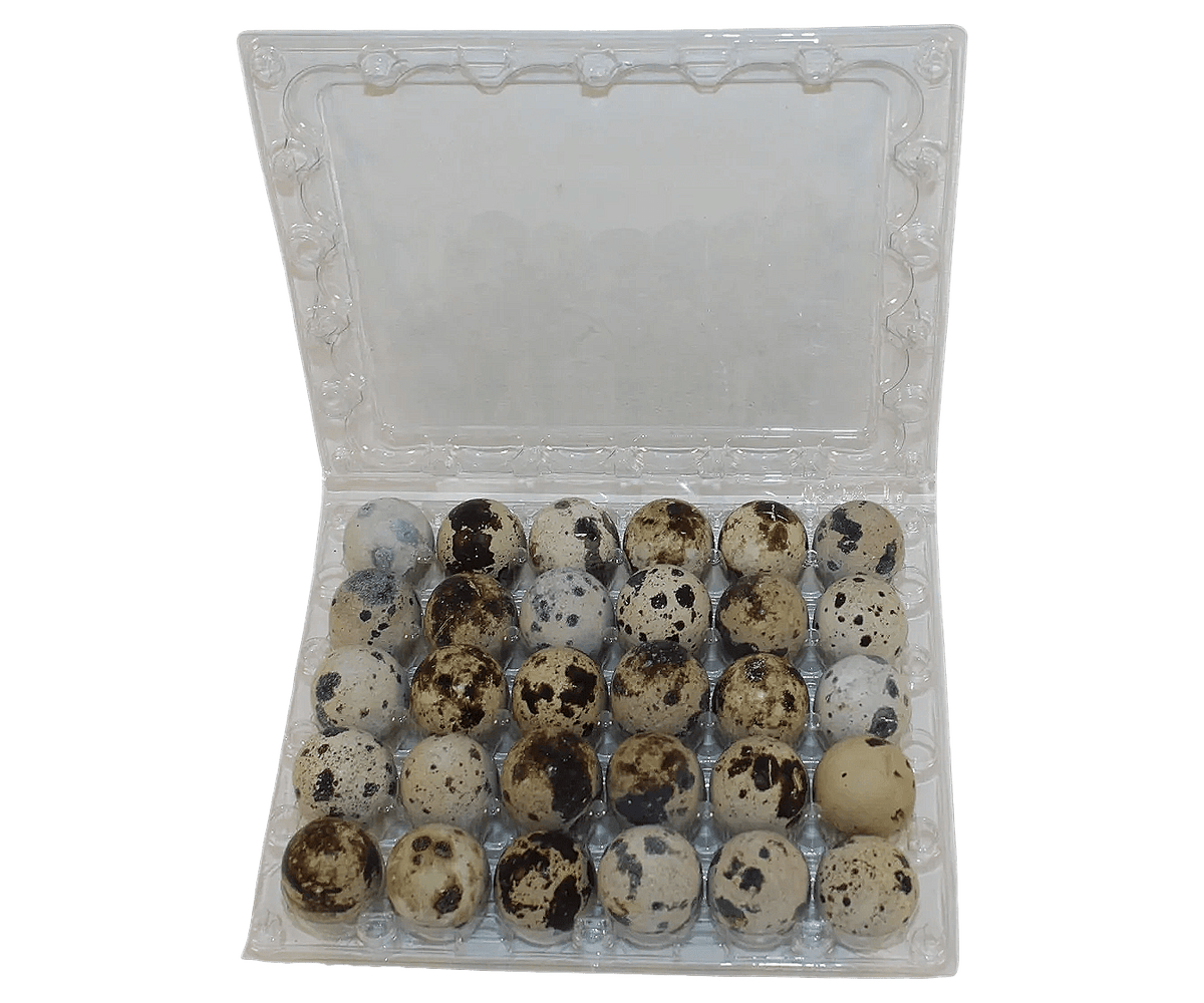 NWQuailFarm Quail Egg Cartons 30-cell Jumbo Quail Egg Cartons (5x6)