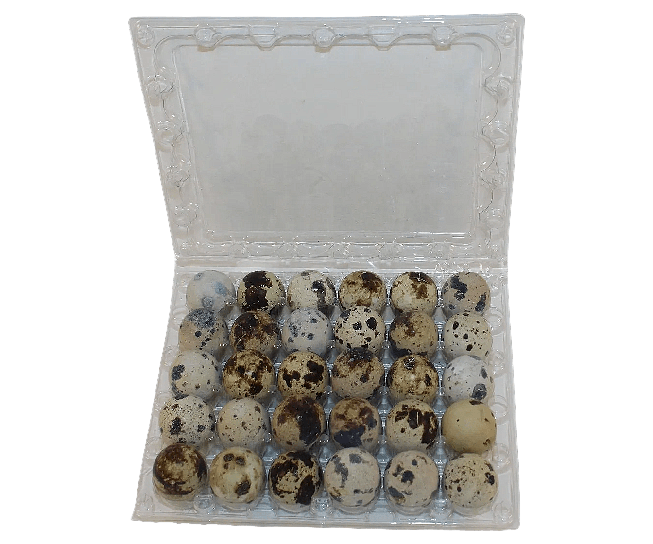 NWQuailFarm Quail Egg Cartons 30-cell Jumbo Quail Egg Cartons (5x6)