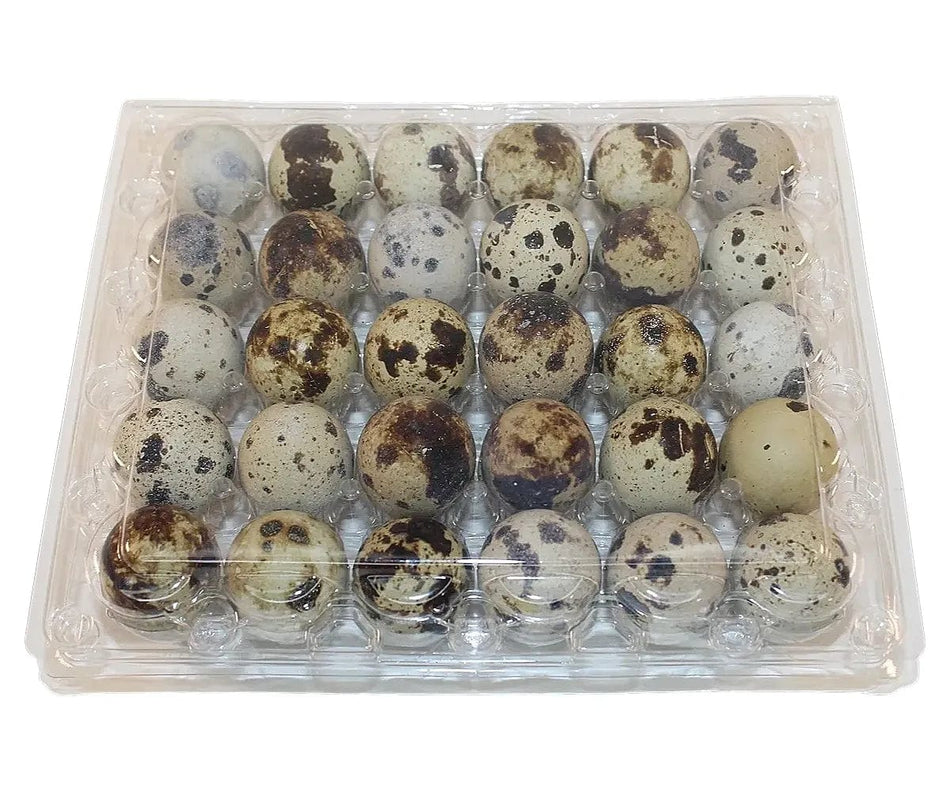 NWQuailFarm Quail Egg Cartons 30-cell Jumbo Quail Egg Cartons (5x6)