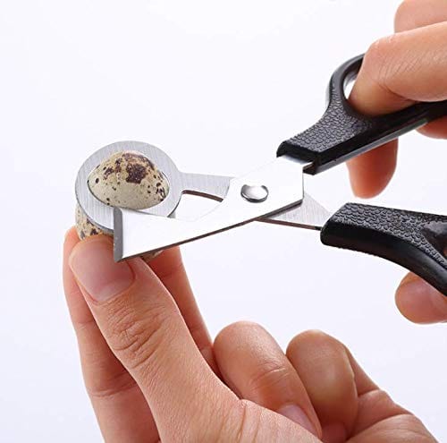 NWQuailFarm Quail Egg Scissors Quail Egg Scissors