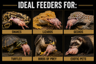 Frozen Whole Prey Feeders for Premium Nutrition