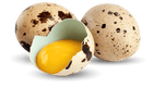 Organic Quail Eggs