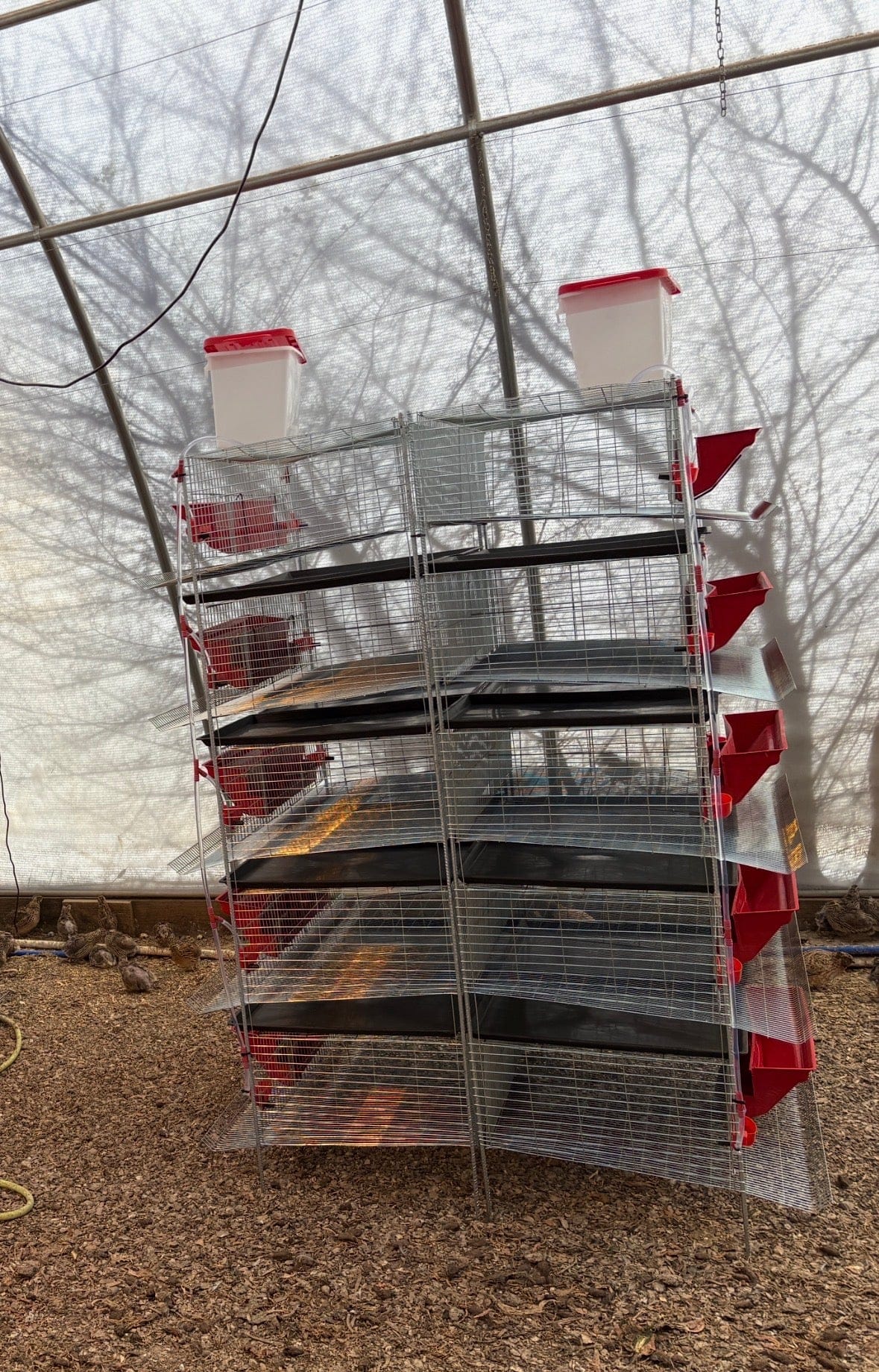 NWQuailFarm Cages Stacking Cages for Quail 2 Tier Stacking Cages for Quail - PREORDER!  Available for shipping around MAY 4th