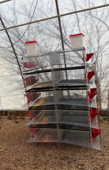 NWQuailFarm Cages Stacking Cages for Quail 2 Tier Stacking Cages for Quail - PREORDER!  Available for shipping around MAY 4th