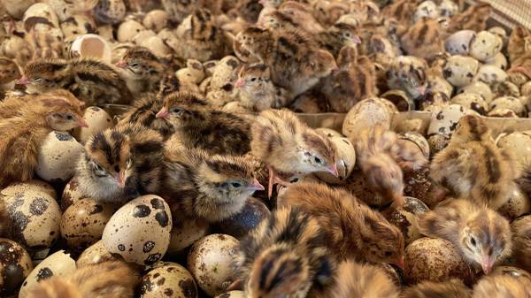 Jumbo Brown Coturnix Quail Hatching Eggs x15 – NWQuailFarm