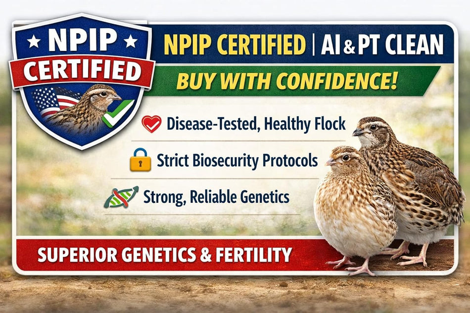 NWQuailFarm Hatching Eggs Jumbo Brown Coturnix Quail Hatching Eggs x15