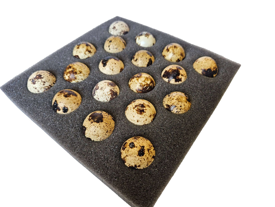 NWQuailFarm Hatching Eggs Jumbo Brown Coturnix Quail Hatching Eggs x30