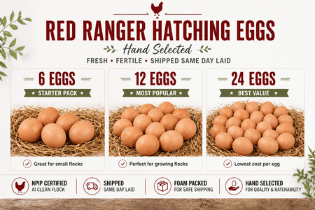 NWQuailFarm Hatching Eggs Red Ranger Hatching Eggs – NPIP Certified – High Fertility – Free Shipping