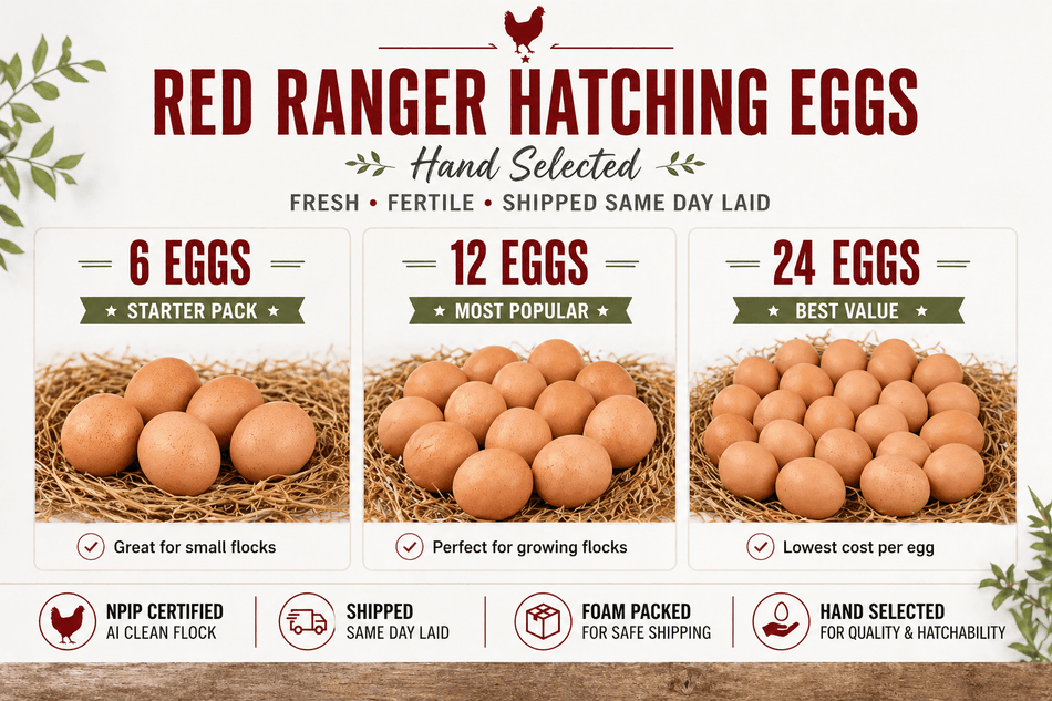 NWQuailFarm Hatching Eggs Red Ranger Hatching Eggs – NPIP Certified – High Fertility – Free Shipping