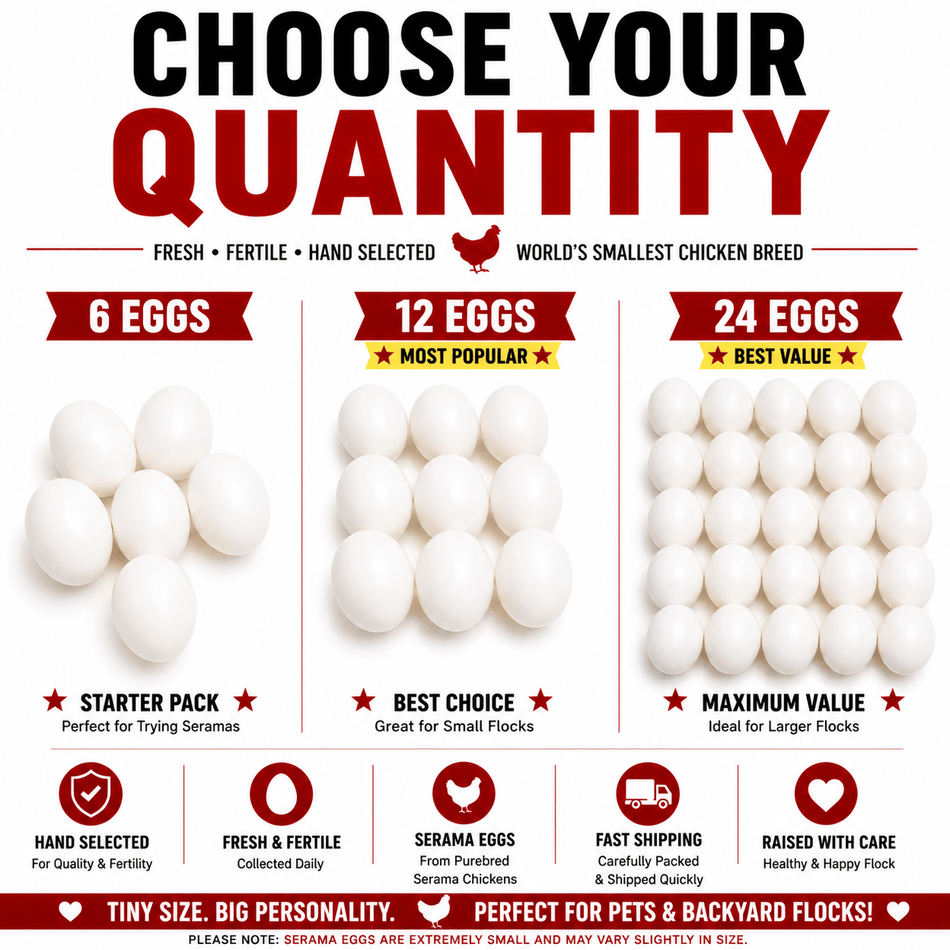 NWQuailFarm Hatching Eggs Serama Chicken Hatching Eggs – NPIP Certified – High Fertility – Free Shipping