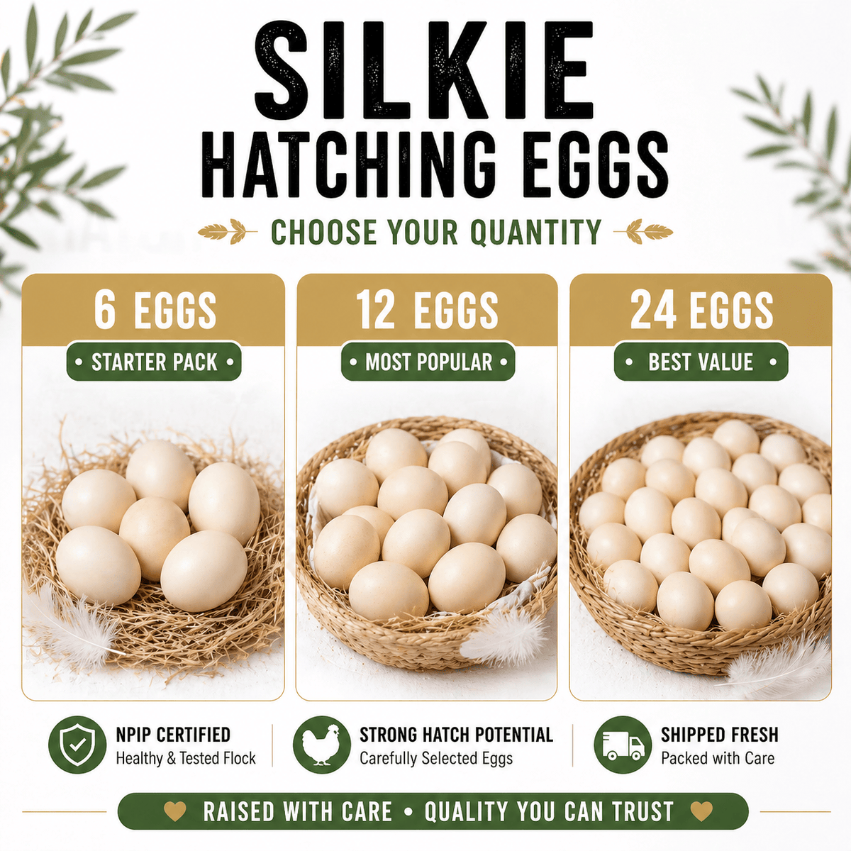 NWQuailFarm Hatching Eggs Silkie Hatching Eggs – NPIP Certified – High Fertility – Free Shipping