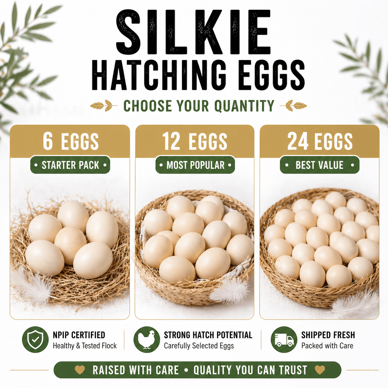 NWQuailFarm Hatching Eggs Silkie Hatching Eggs – NPIP Certified – High Fertility – Free Shipping