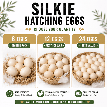 NWQuailFarm Hatching Eggs Silkie Hatching Eggs – NPIP Certified – High Fertility – Free Shipping