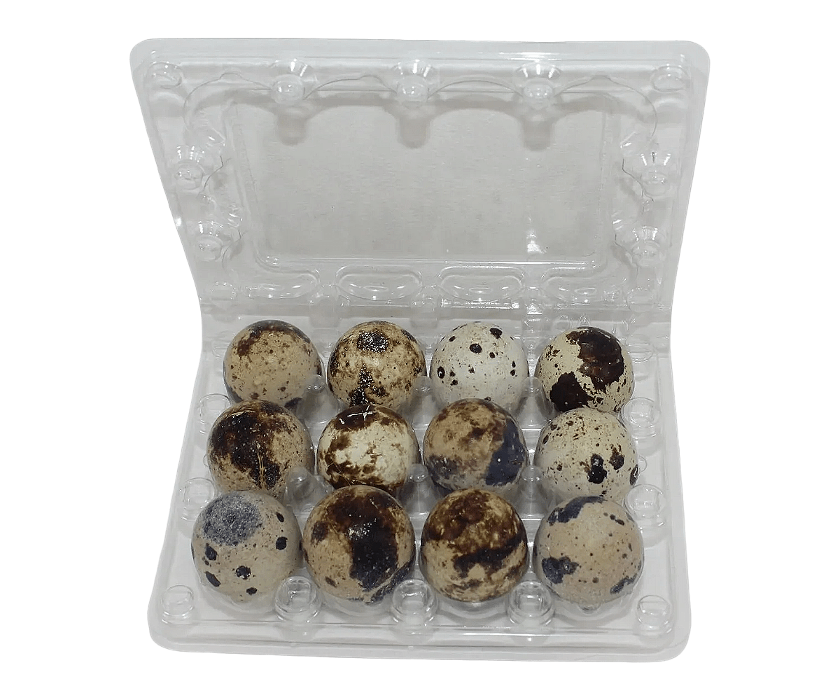 NWQuailFarm Jumbo Quail Egg Cartons 12-cell Jumbo Quail Egg Cartons (3x4)