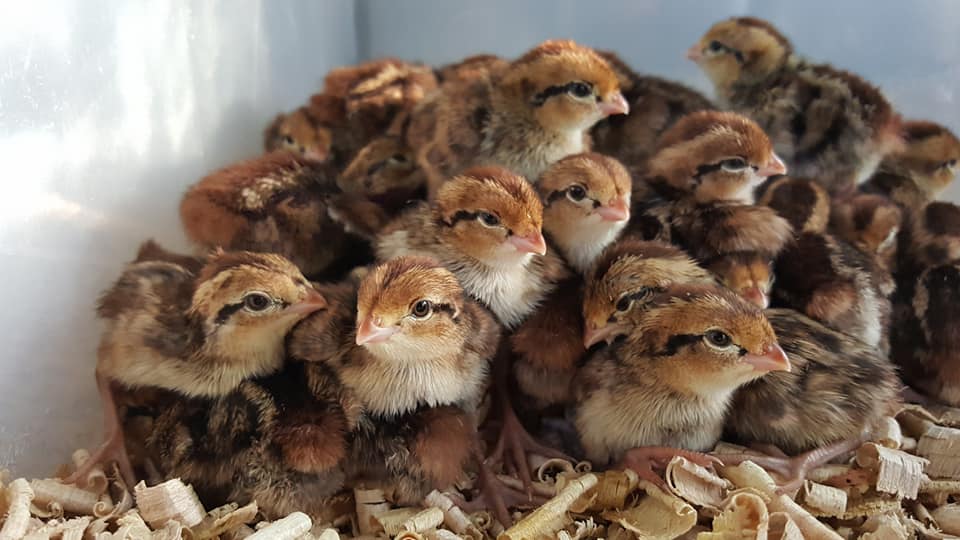 NWQuailFarm Live Quail - Day Old Quail