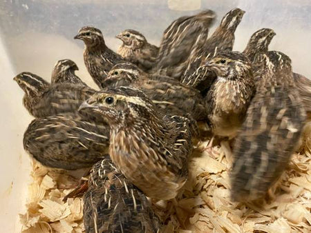 NWQuailFarm Live Quail - Females Only (4Wks)