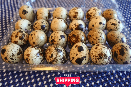 NWQuailFarm Organic Quail Eggs 8 Dozen Farm Fresh n Tasty Organic Jumbo Quail Eggs