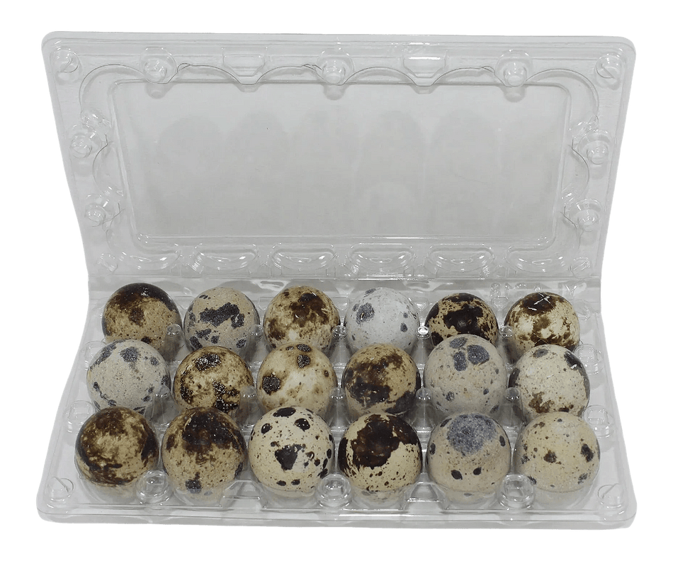 NWQuailFarm Quail Egg Cartons 18-cell Jumbo Quail Egg Cartons (3x6)