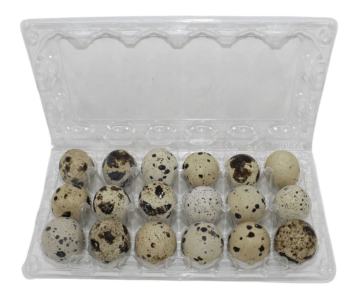NWQuailFarm Quail Egg Cartons 18-cell Large Jumbo Quail Egg Cartons (3x6)