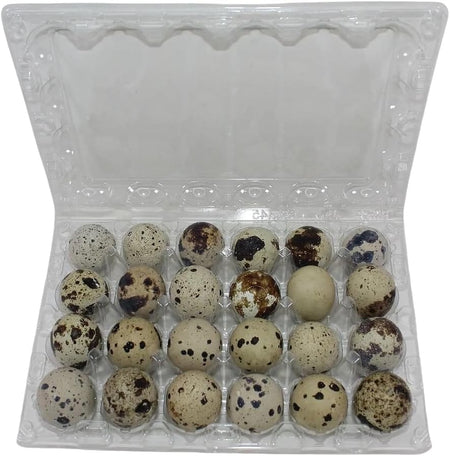 NWQuailFarm Quail Egg Cartons 24-cell Extra-Large Jumbo Quail/Pigeon Egg Cartons (4x6)