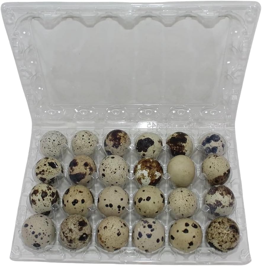 NWQuailFarm Quail Egg Cartons 24-cell Extra-Large Jumbo Quail/Pigeon Egg Cartons (4x6)
