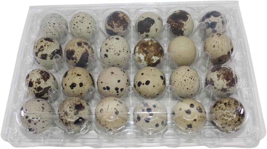 NWQuailFarm Quail Egg Cartons 24-cell Extra-Large Jumbo Quail/Pigeon Egg Cartons (4x6)