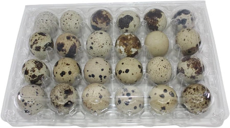 NWQuailFarm Quail Egg Cartons 24-cell Extra-Large Jumbo Quail/Pigeon Egg Cartons (4x6)