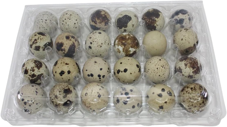 NWQuailFarm Quail Egg Cartons 24-cell Extra-Large Jumbo Quail/Pigeon Egg Cartons (4x6)