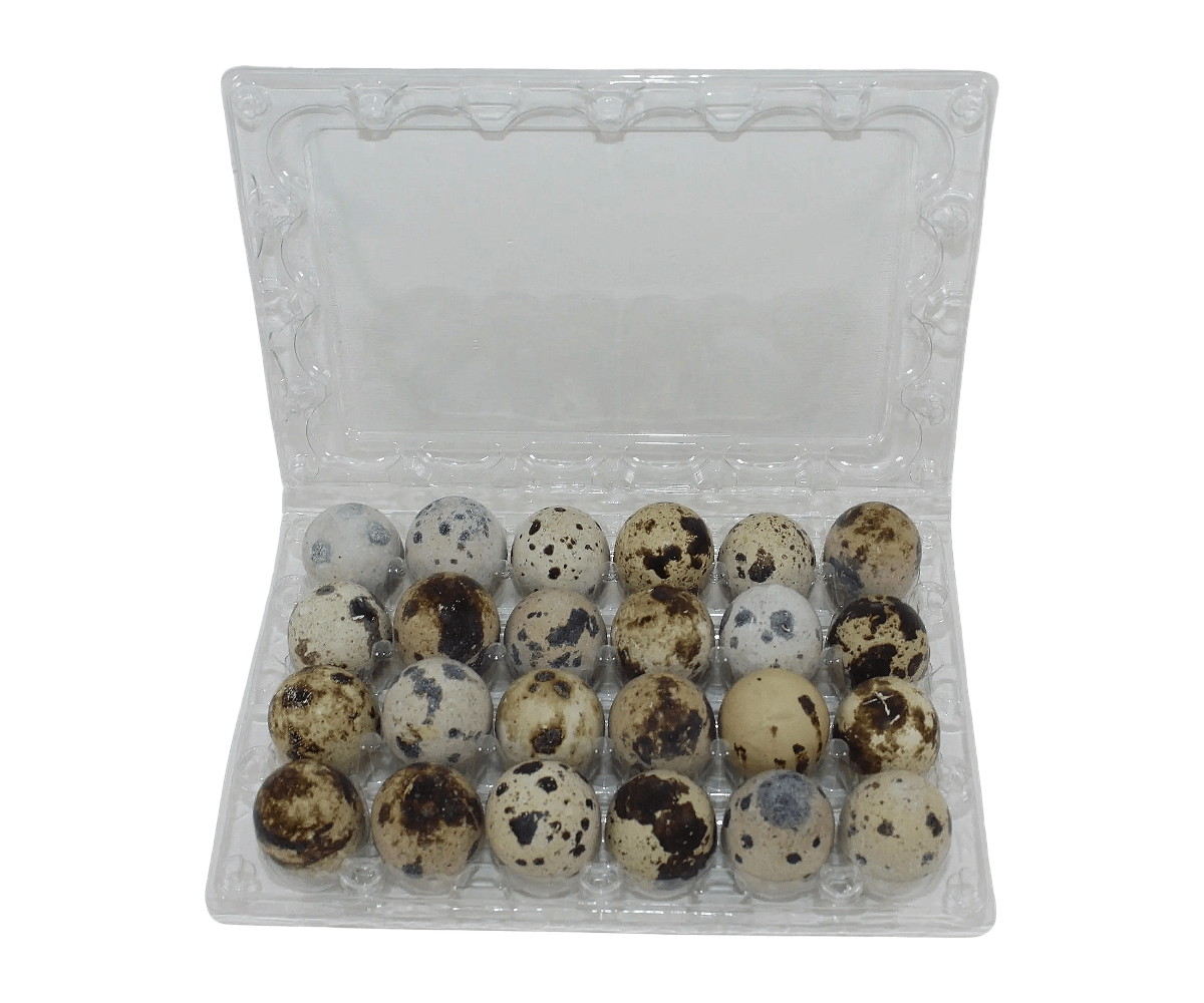 NWQuailFarm Quail Egg Cartons 24-cell Jumbo Quail Egg Cartons (4x6)
