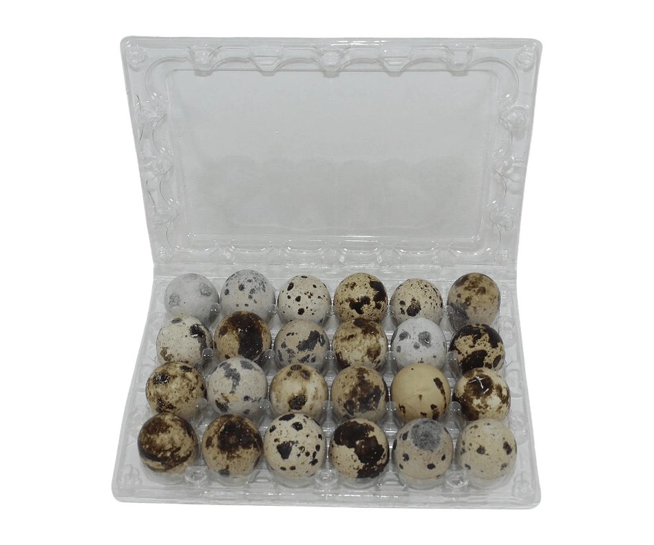 NWQuailFarm Quail Egg Cartons 24-cell Jumbo Quail Egg Cartons (4x6)