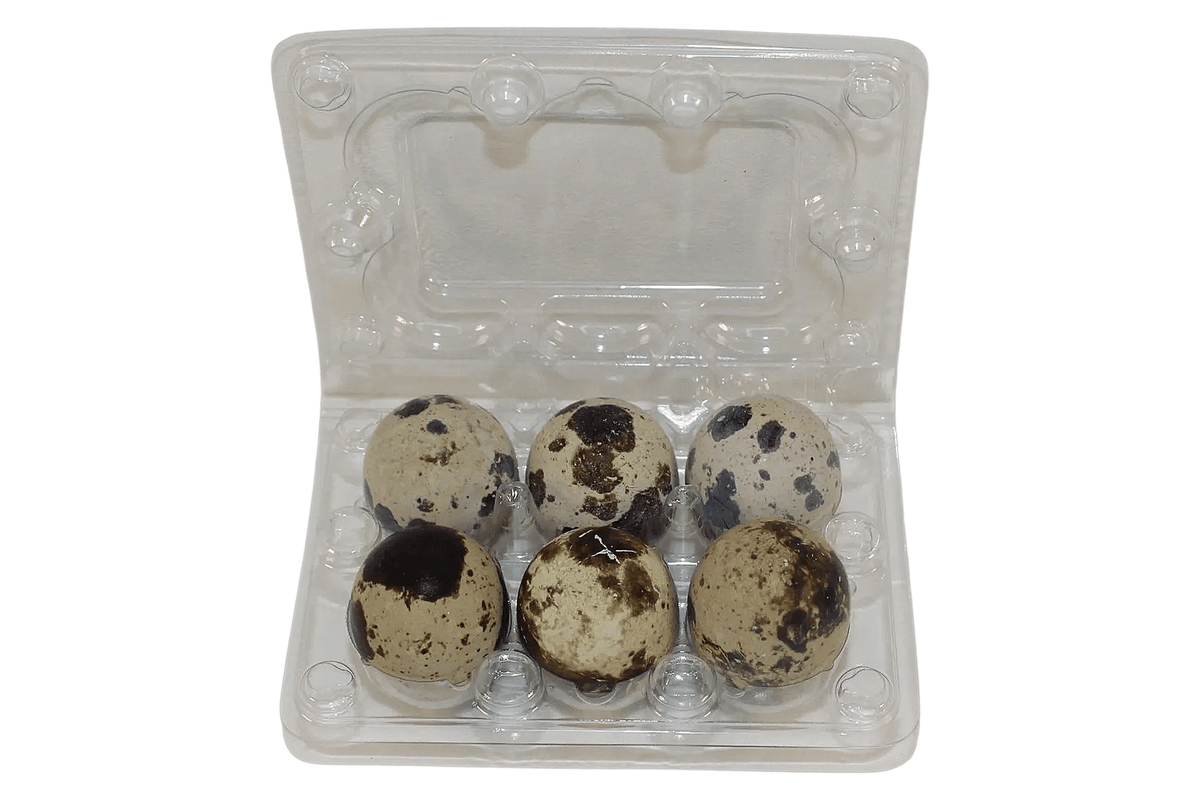 NWQuailFarm Quail Egg Cartons 6-cell Jumbo Quail Egg Cartons (2x3)